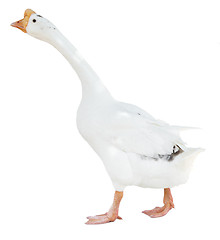 Image showing white goose isolated