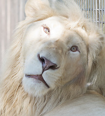 Image showing big white lion