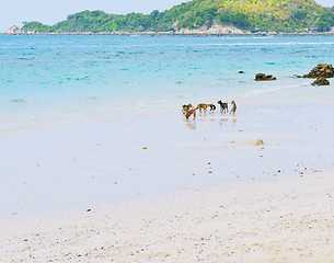 Image showing dogs at the beach