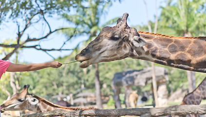 Image showing in the Zoo