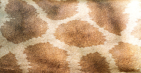 Image showing giraffe skin background