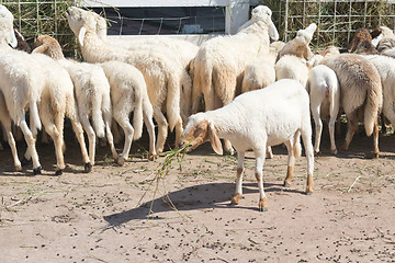 Image showing sheep in farm