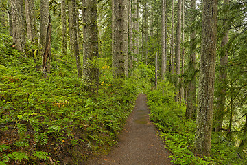 Image showing Forest trail in Silver Falls State Park