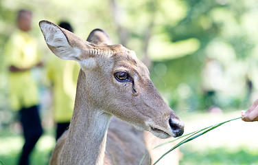 Image showing close up of deer