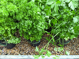 Image showing Pots with curly and Italian parsley