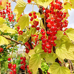 Image showing Red currant in the summer garden