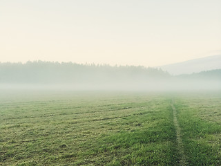 Image showing Path going through the misty green field