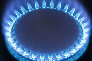 Image showing Blue flames of a gas stove