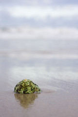 Image showing Green shell on beach