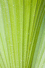 Image showing Water drops on palmtree