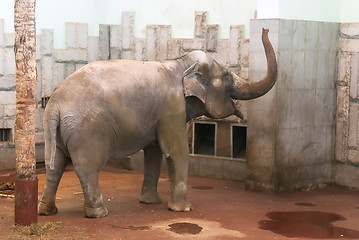 Image showing Elephant in zoo. Ekaterinburg. Russia