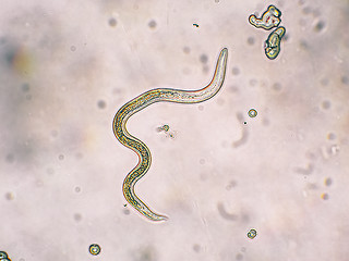 Image showing Toxocara canis second stage larvae hatch from eggs