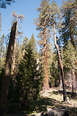 Image showing Giant Sequoia in Yosemite