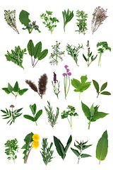 Image showing Fresh Herb Selection