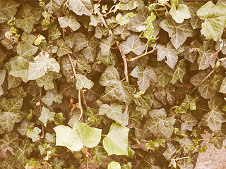 Image showing Retro looking Ivy picture