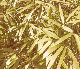 Image showing Retro looking Bamboo tree