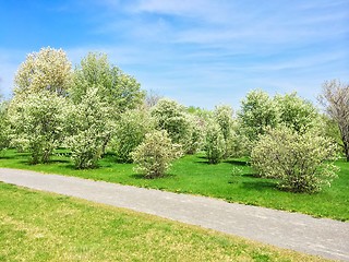 Image showing Blooming trees growing along the path in the park