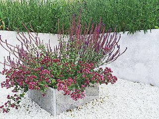 Image showing Flowerbed with purple flowers