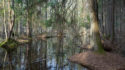 Image showing Springtime wet mixed forest with standing water