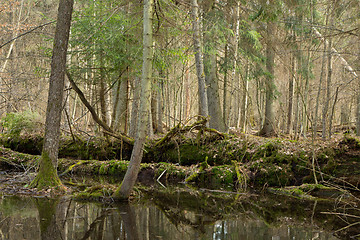 Image showing Springtime wet mixed forest with standing water