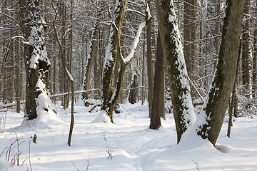 Image showing Trees snow wrapped blizzard after