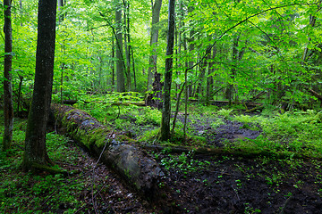 Image showing Moss wrapped part of broken oak lying