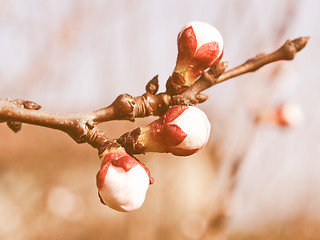 Image showing Retro looking Peach tree flower
