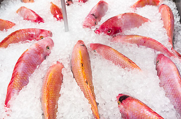 Image showing fresh fish in ice 