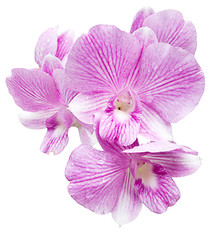 Image showing pink orchid flower