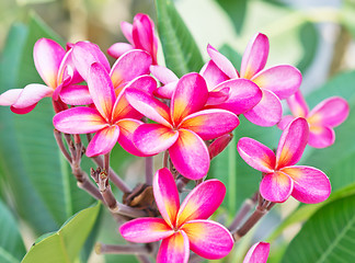 Image showing frangipani flowers