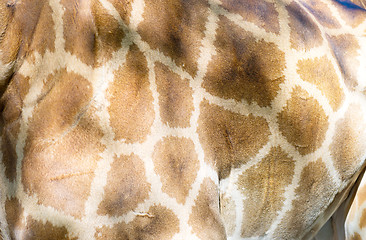 Image showing giraffe skin texture