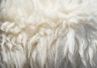 Image showing sheep wool background