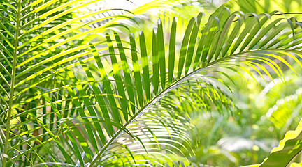 Image showing tropical leaves background