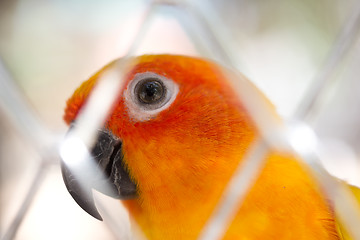 Image showing image of parrot