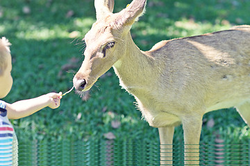 Image showing baby in the Zoo