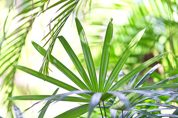 Image showing tropical leaves background