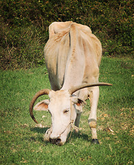 Image showing long horned cow