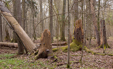 Image showing Springtime wet mixed forest with broken spruce trees