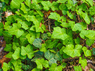 Image showing Ivy leaves