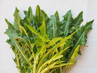 Image showing Catalonian chicory salad