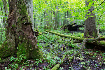 Image showing Group of old trees in summertime stand