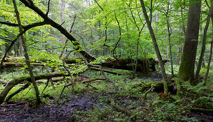 Image showing Old oak tree broken lying in spring forest