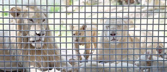 Image showing white lion family