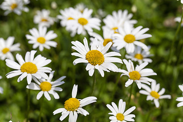 Image showing   daisy in bloom