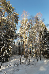 Image showing trees in winter  