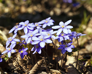 Image showing spring flowers ,  forest