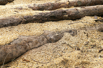 Image showing wood shavings. close-up  