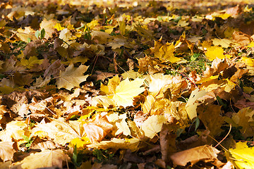 Image showing  yellowed foliage. autumn  