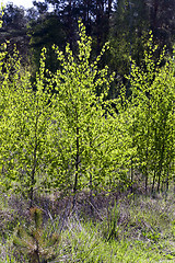 Image showing trees in spring  