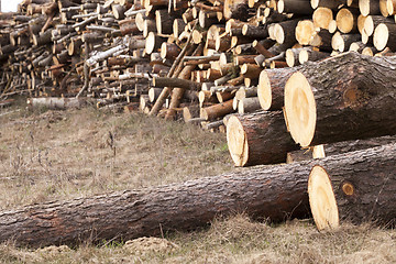 Image showing harvested wood, close-up  